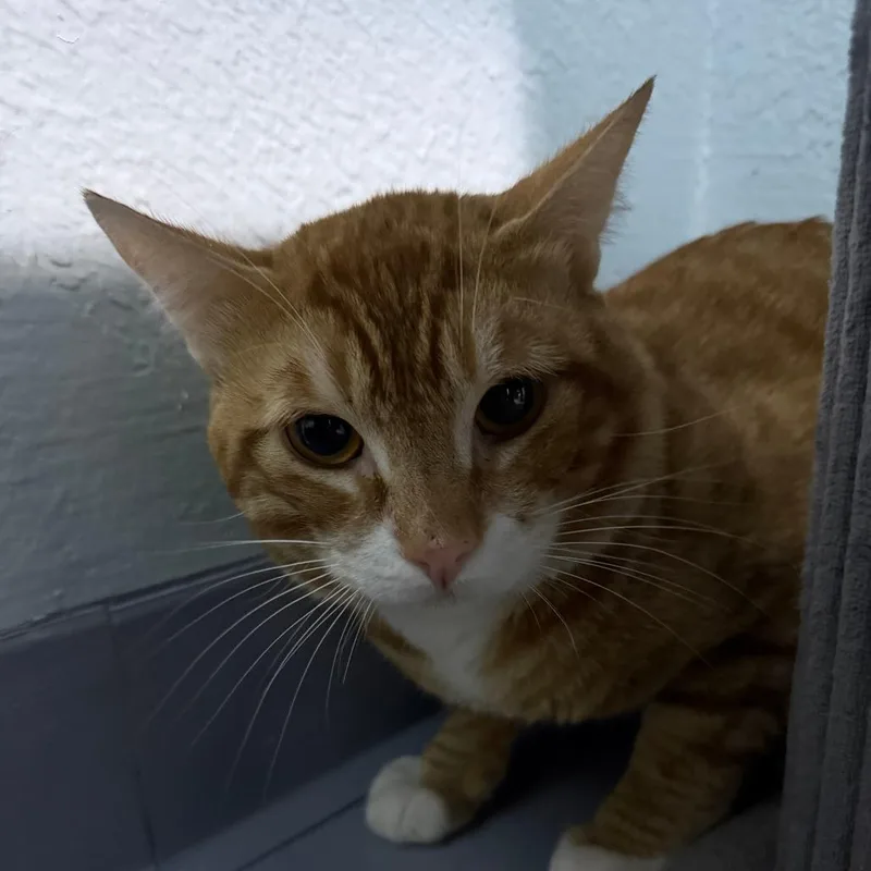 An adult small-sized male Orange / Red Domestic Short Hair cat named Jeb for adoption in Casa Grande, AZ