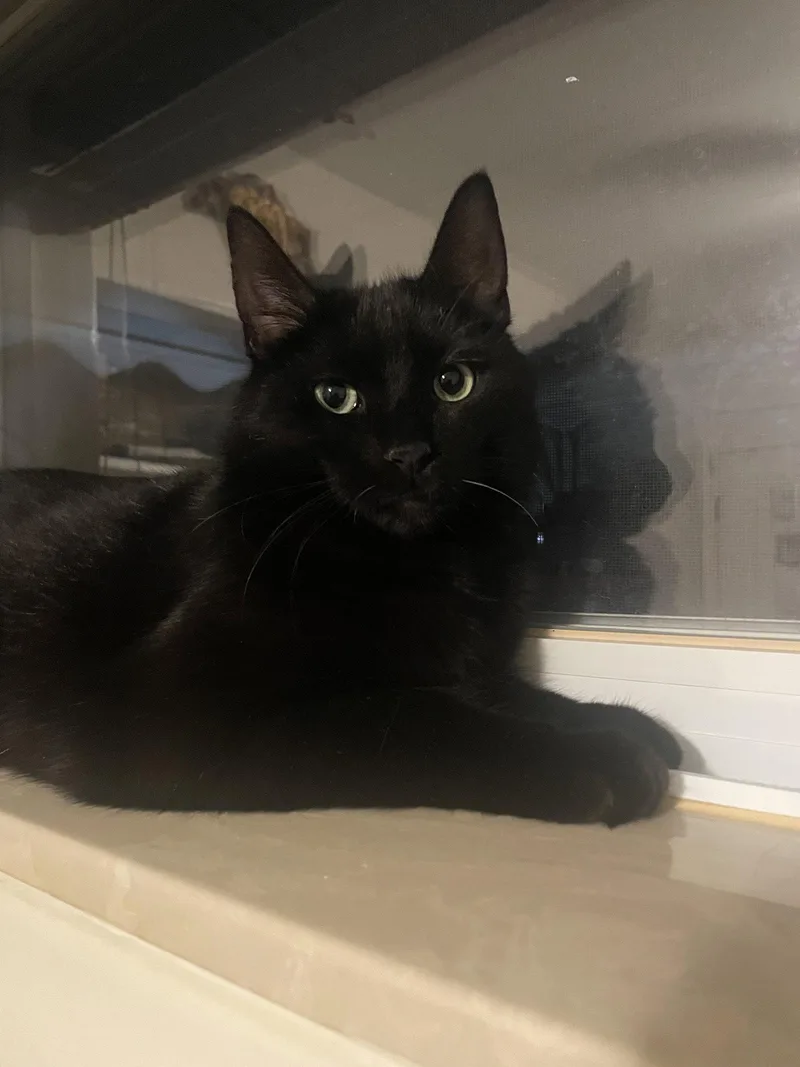 A young medium-sized male Black Domestic Short Hair cat named Fluffy Tail for adoption in Walled Lake, MI