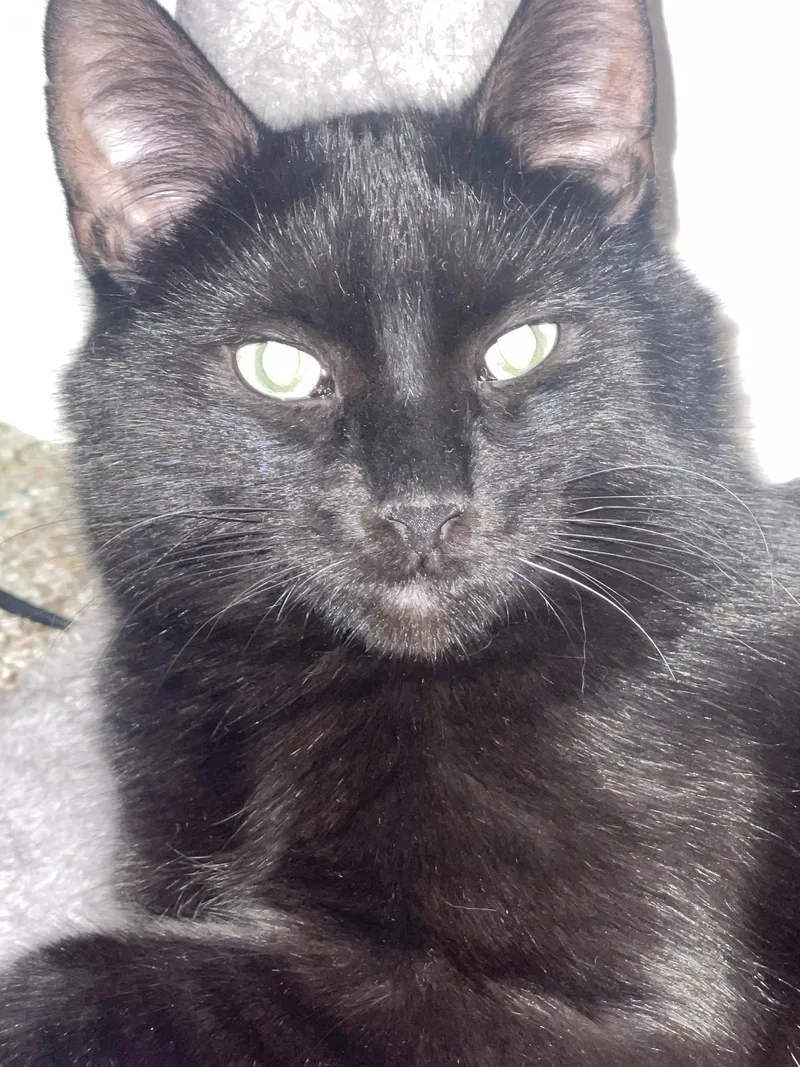 Fluffy Tail thumbnail 3