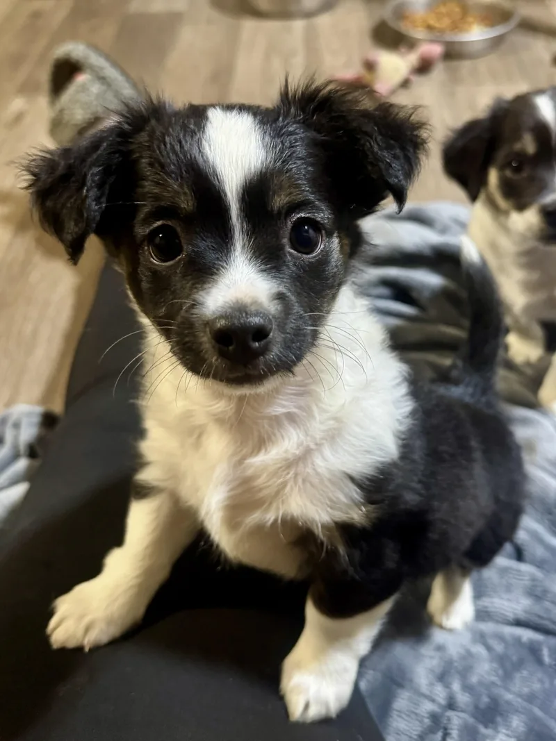A baby small-sized female Chihuahua dog named Oreo for adoption in Hartford, KY