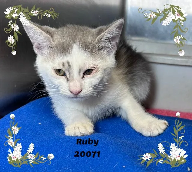 A baby small-sized female White Domestic Long Hair cat named Ruby for adoption in Marietta, GA