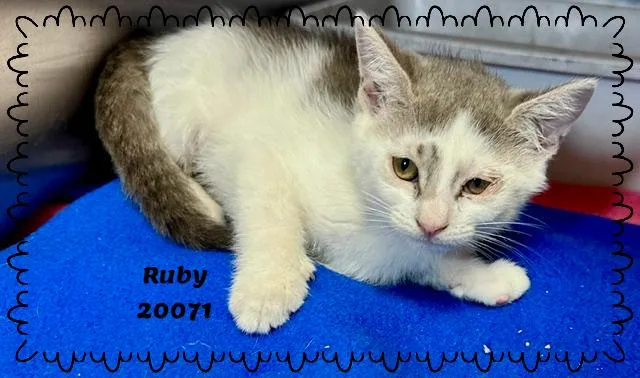 Ruby thumbnail 4