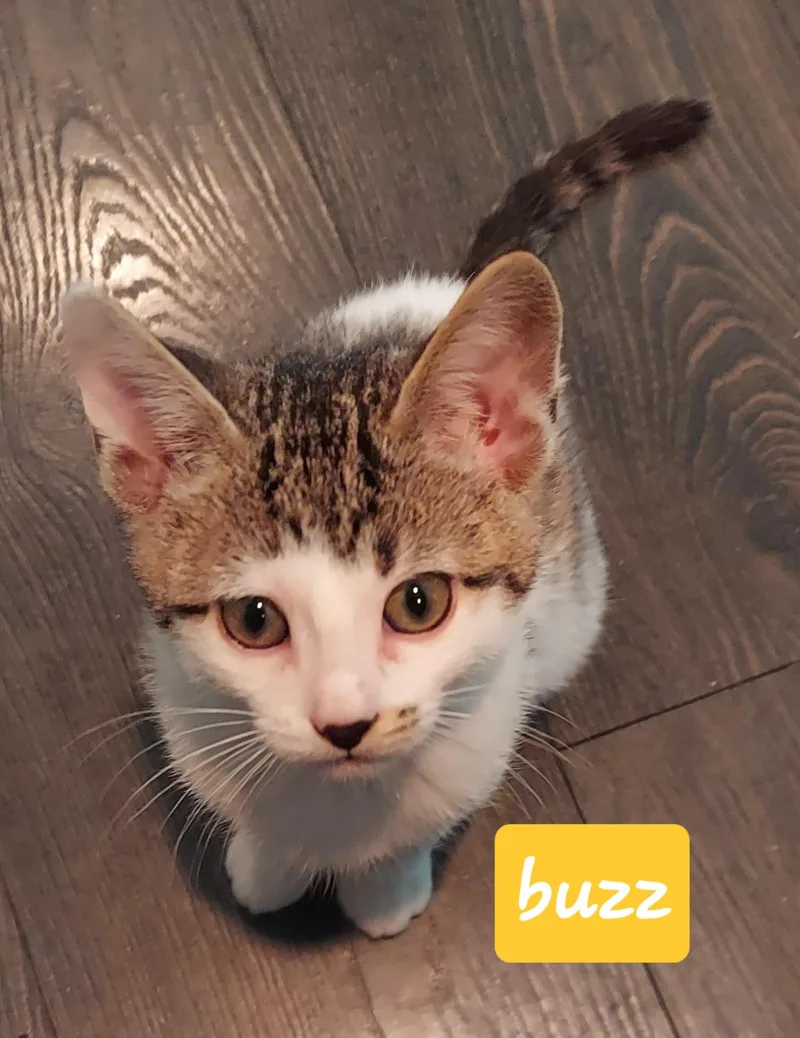 A baby medium-sized male Domestic Short Hair cat named Buzz for adoption in Succasunna, NJ