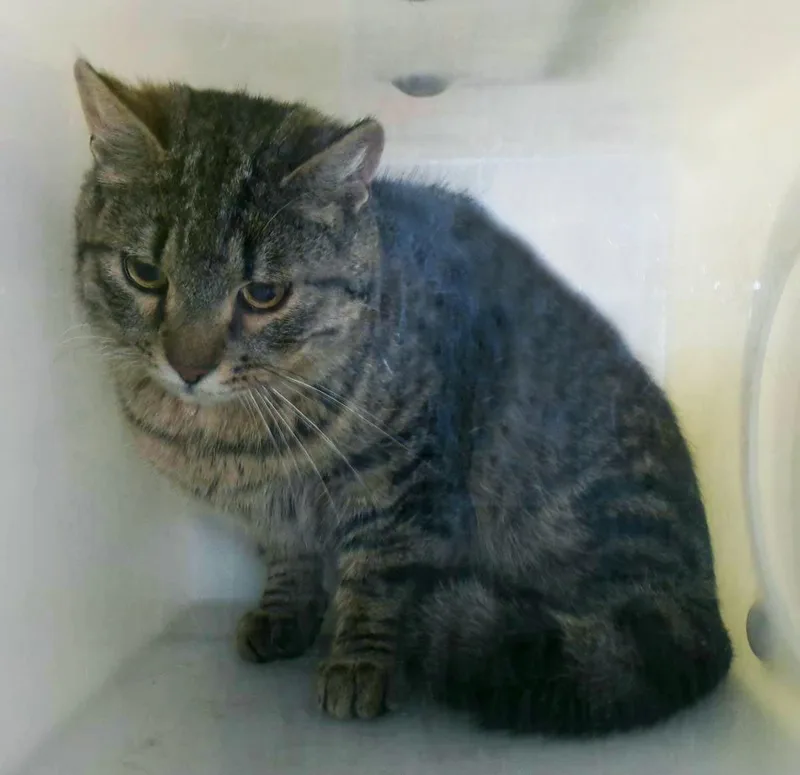An adult medium-sized male Brown / Chocolate Domestic Short Hair cat named Buford for adoption in Plover, WI