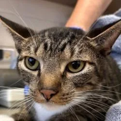 An adult medium-sized male Domestic Short Hair cat named Martini for adoption in Brenham, TX
