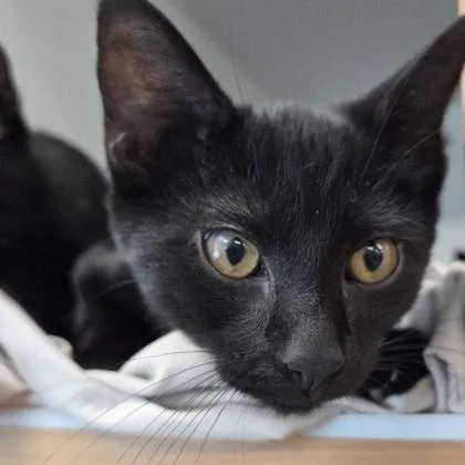 A baby small-sized male Domestic Short Hair cat named Frank for adoption in Voorhees, NJ