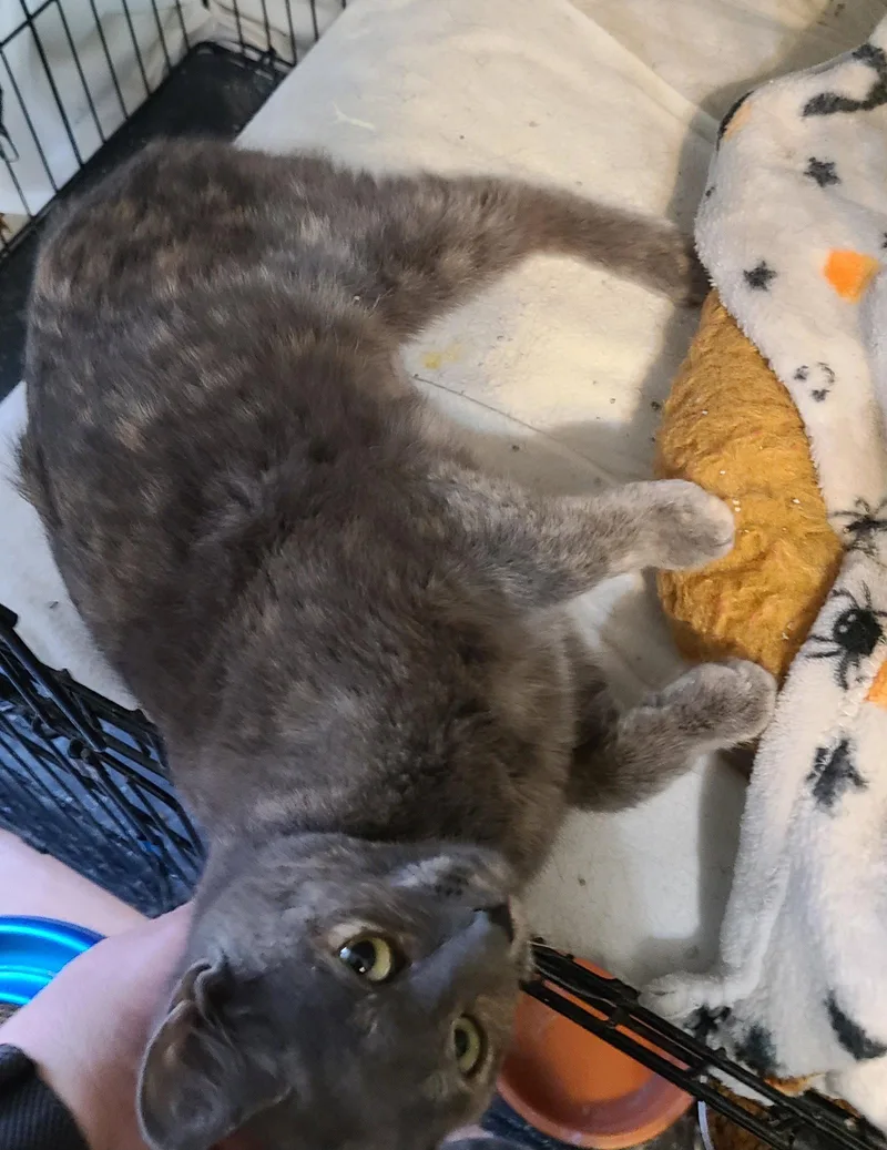 A young medium-sized female Domestic Short Hair cat named Elawayze for adoption in Crossville, TN