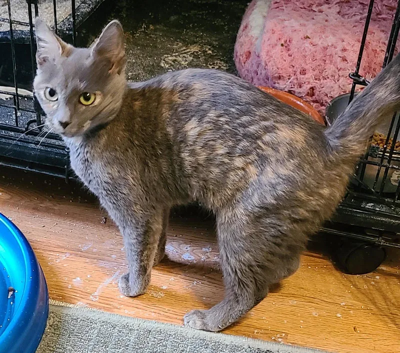 Elawayze thumbnail 2