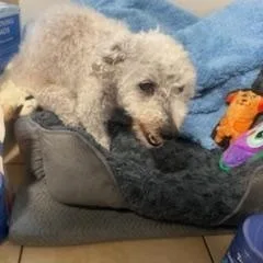 A senior small-sized female White / Cream Poodle dog named Alice for adoption in Matthews, NC