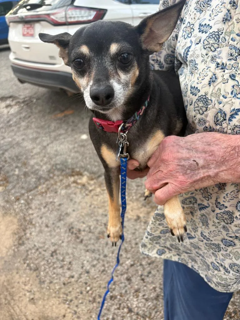 A senior small-sized female Chihuahua dog named Candy for adoption in Ada, OK