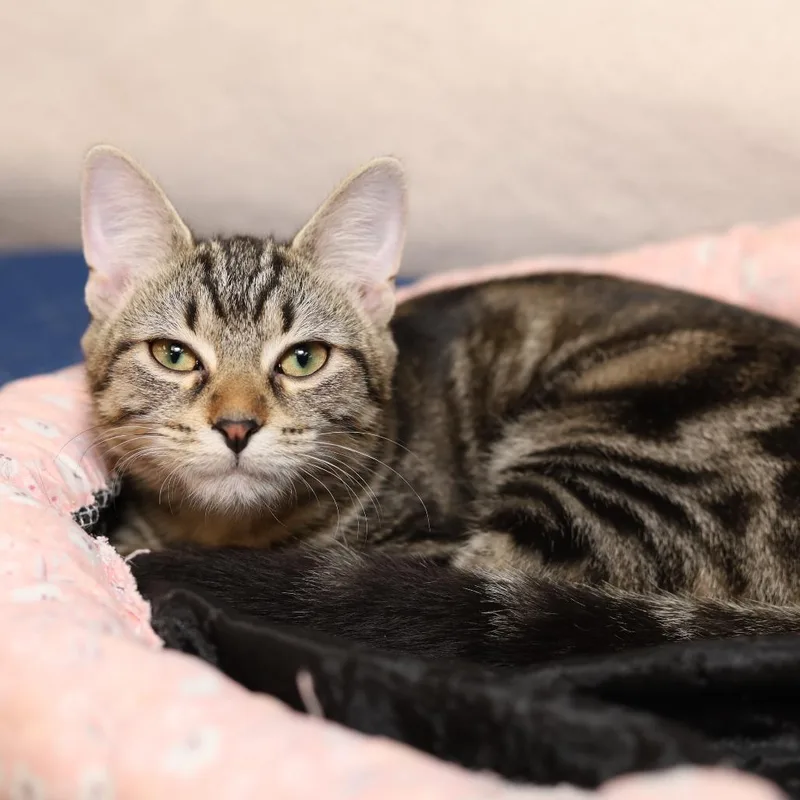 A baby small-sized female Brown / Chocolate Domestic Short Hair cat named Littlest Pet Shop for adoption in Chicago, IL