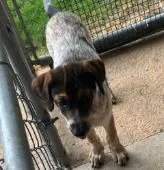 A baby medium-sized male Mixed Breed dog named Grover for adoption in West Chester, PA