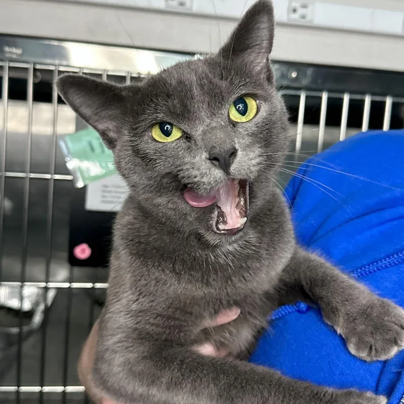 Graycie
