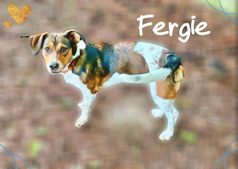 A young small-sized female Tricolor (Brown, Black, & White) Hound dog named Fergie for adoption in Farmingdale, NY