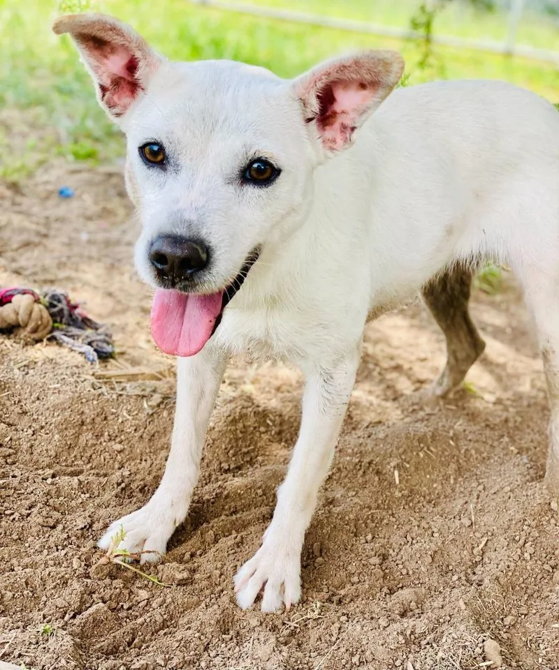 A young large-sized female Mixed Breed dog named Shamrock for adoption in Chickamauga , GA