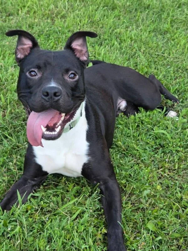 Happy Boy