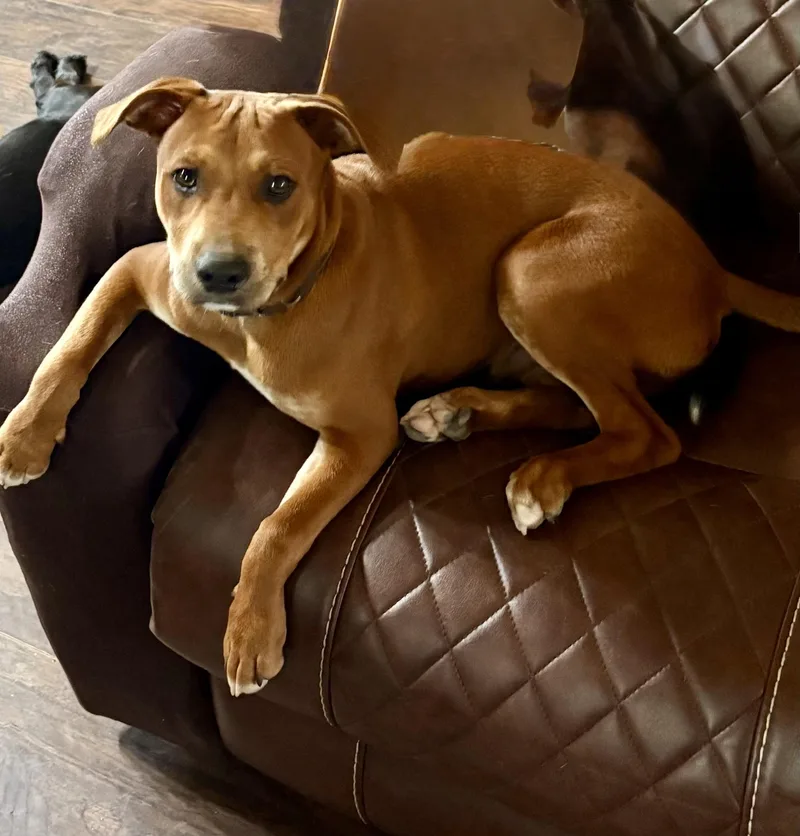 A baby medium-sized male Golden Pit Bull Terrier dog named Cygnus for adoption in Houston, TX