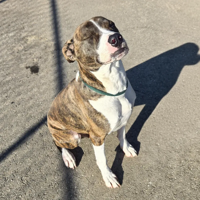 An adult large-sized male Brindle Labrador Retriever dog named Fish for adoption in Xenia , OH