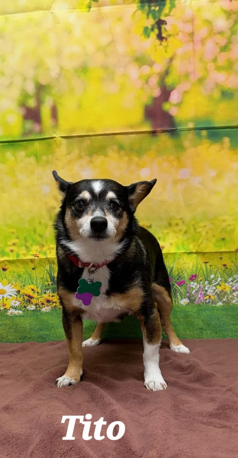 Tito