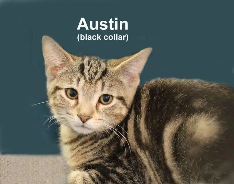 A baby medium-sized male Gray / Blue / Silver Domestic Short Hair cat named Austin Fuhr. for adoption in Stowe, PA