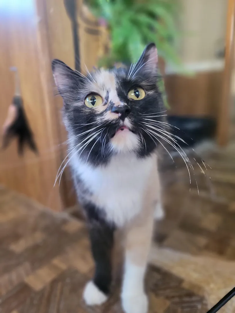 A young medium-sized female Calico Domestic Medium Hair cat named Calypso for adoption in Washoe Valley, NV