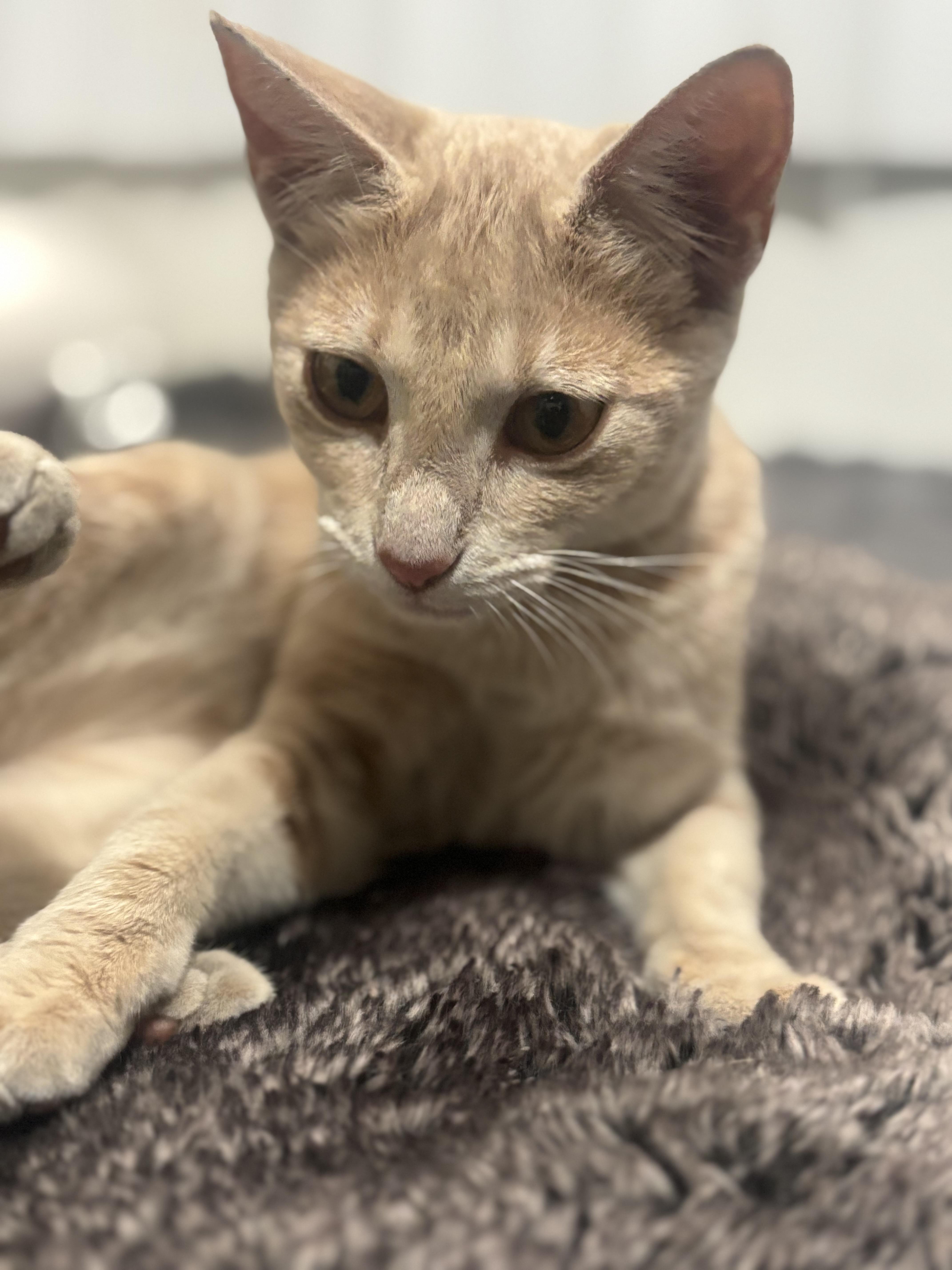 A young medium-sized female Tabby cat named Peach a Orange for adoption in Fountain Valley, CA