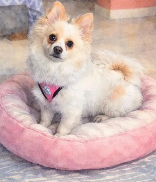 A young small-sized female White / Cream Pomeranian dog named Fendi for adoption in Oceanside, CA