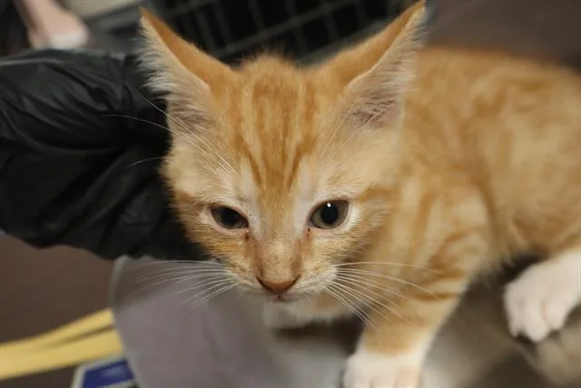 A baby medium-sized female Domestic Short Hair cat named Compass for adoption in Columbia, SC