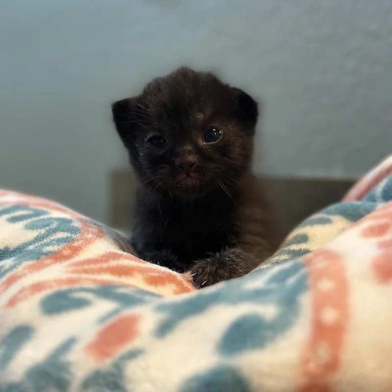 A baby small-sized male Black Domestic Short Hair cat named Insignia for adoption in Las Vegas, NV