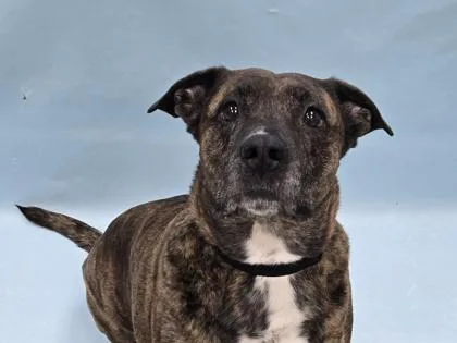 A senior large-sized female Pit Bull Terrier dog named Lil One for adoption in Coon Rapids, MN