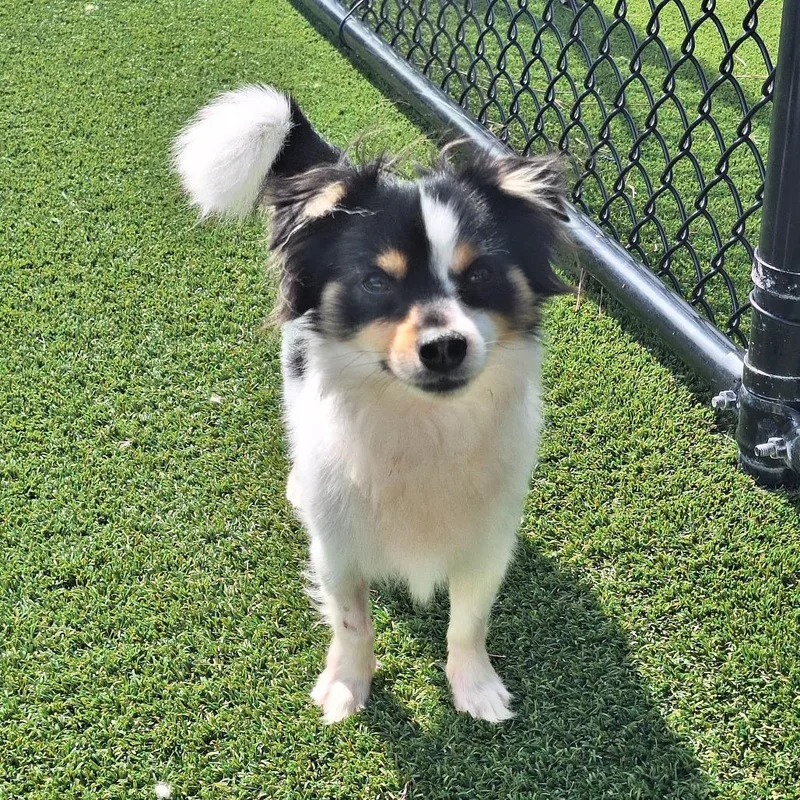 An adult small-sized male Chihuahua dog named Tortugas Chi Chi for adoption in LOXAHATCHEE, FL