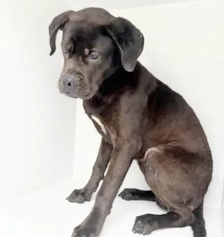 An adult large-sized male Labrador Retriever dog named A for adoption in Houston, TX