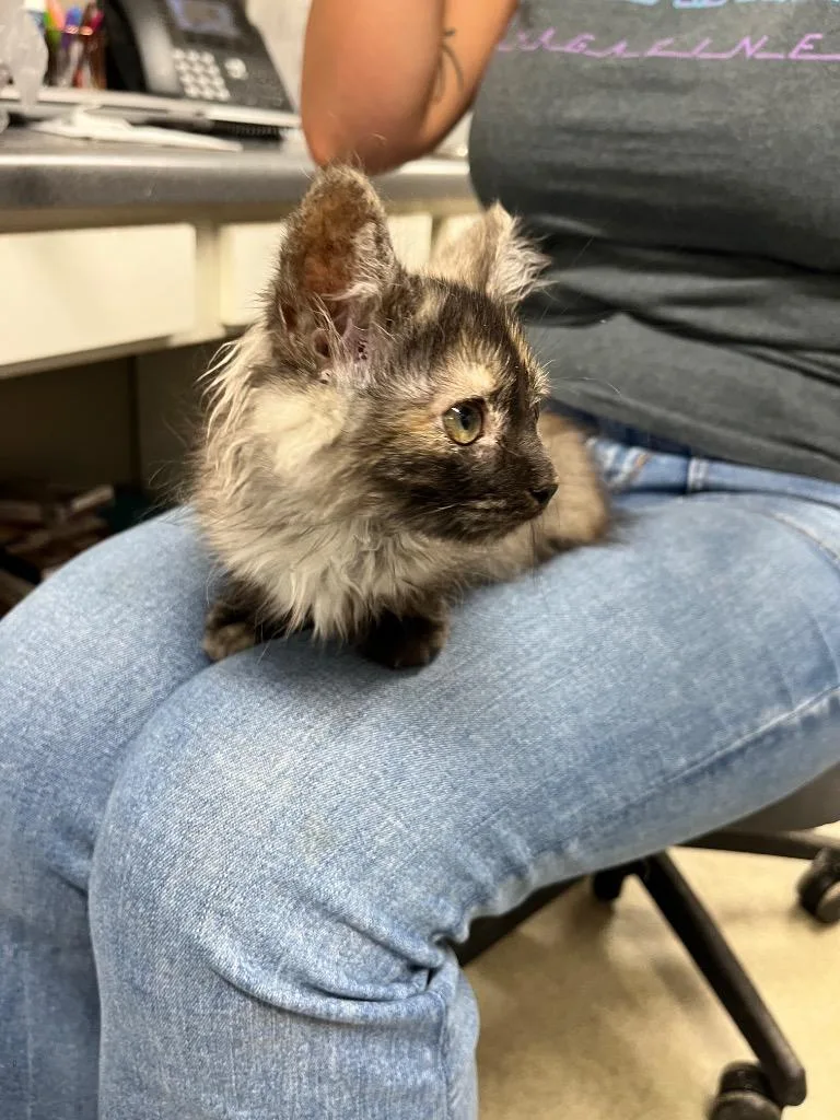 A baby small-sized female Domestic Medium Hair cat named Elora for adoption in Hopkinsville, KY