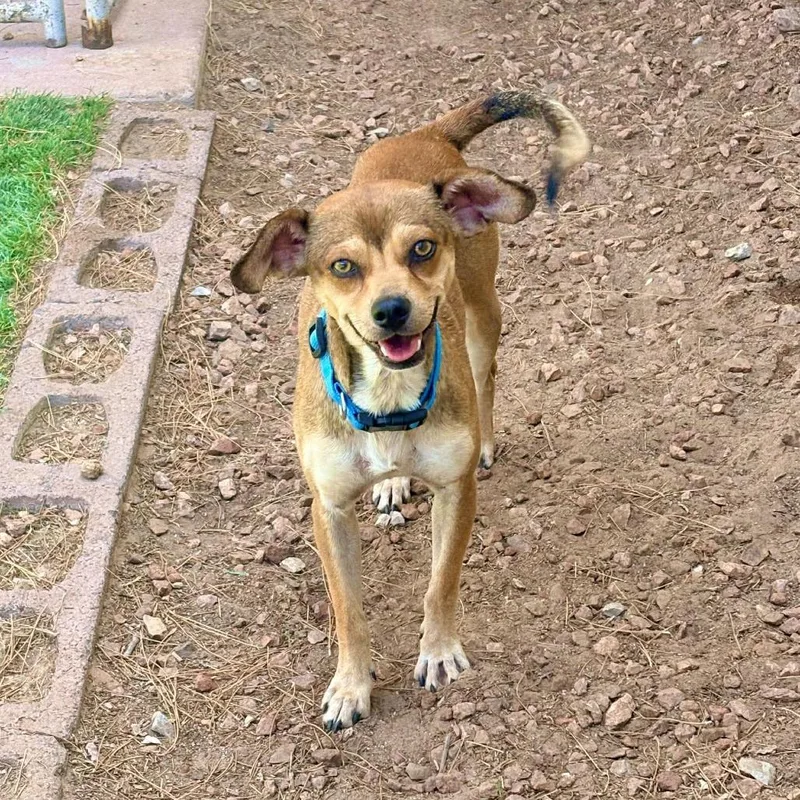An adult small-sized male Brown / Chocolate Mixed Breed dog named Wiley for adoption in Las Cruces, NM