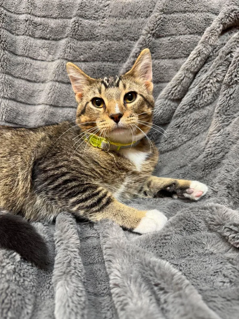 A baby medium-sized male Tabby (Gray / Blue / Silver) Domestic Short Hair cat named Costa for adoption in Alexandria, MN