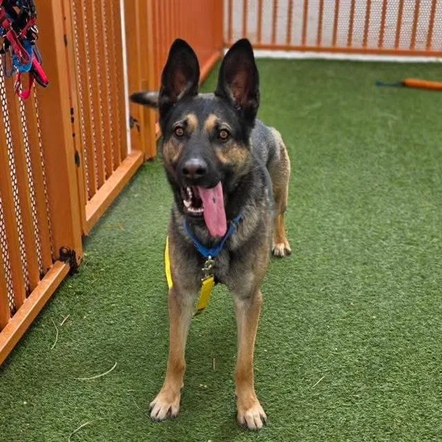 An adult large-sized male German Shepherd Dog dog named Lobo for adoption in Las Vegas, NV