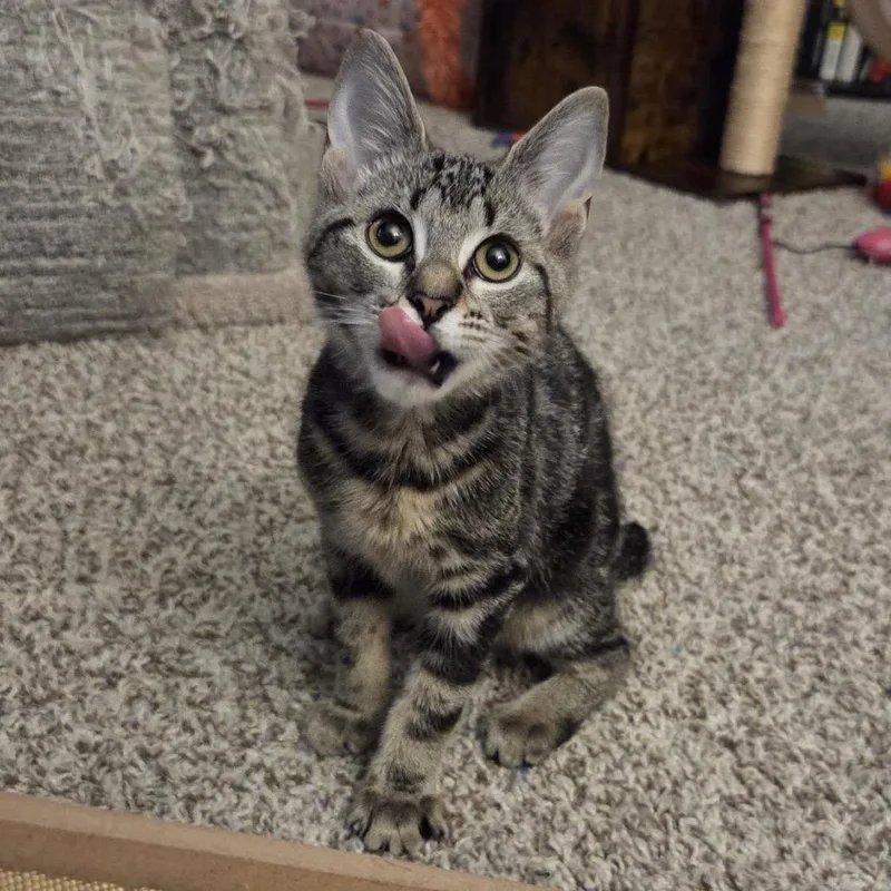 A baby small-sized female American Bobtail cat named Swiss Roll for adoption in Woodstock, GA
