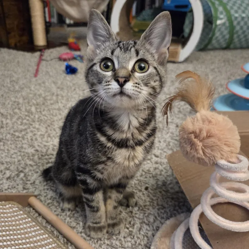 Swiss Roll thumbnail 2