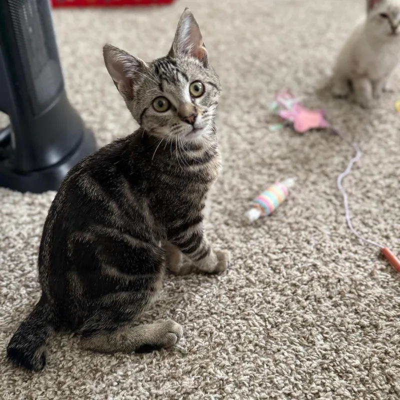 Swiss Roll thumbnail 3