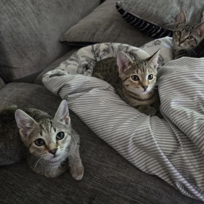 Swiss Roll thumbnail 4