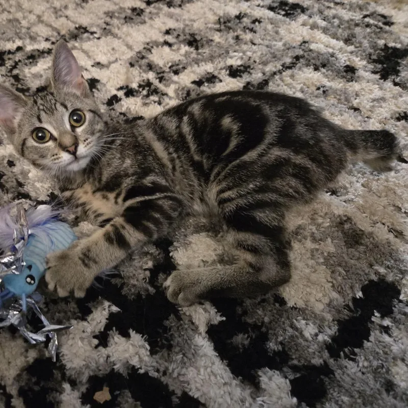 Swiss Roll thumbnail 5