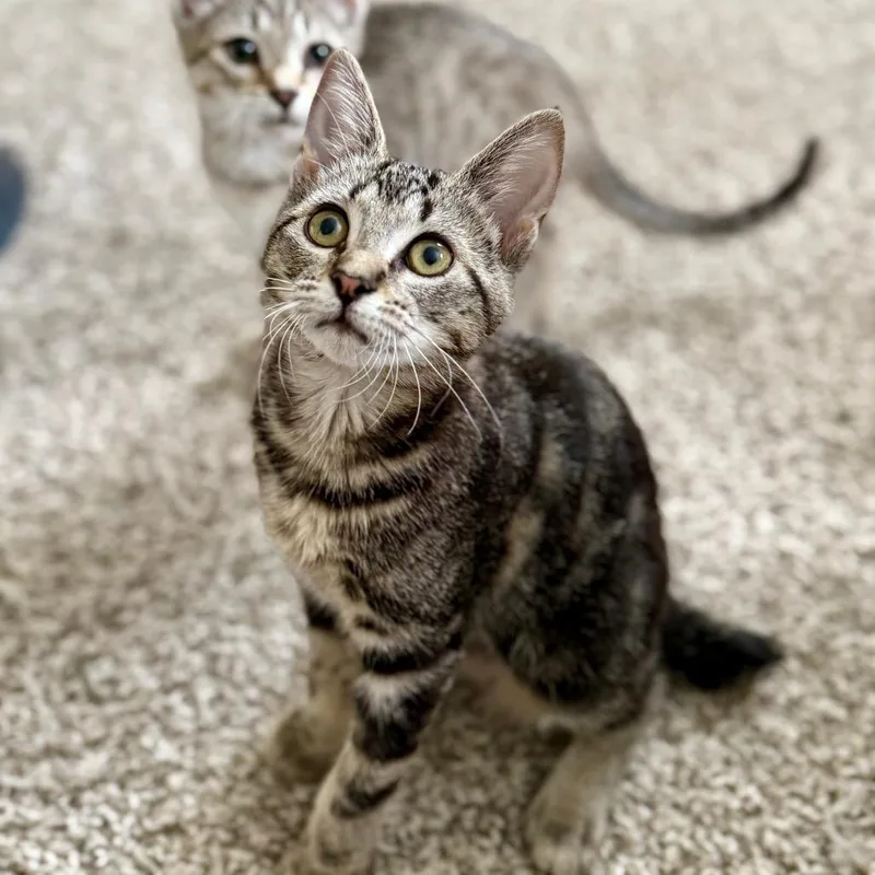 Swiss Roll thumbnail 6