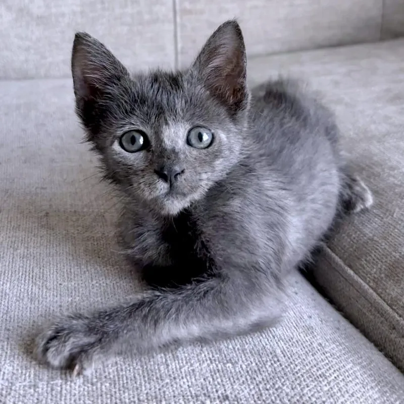A baby small-sized male Gray / Blue / Silver Domestic Short Hair cat named Rigadoon for adoption in Austin, TX