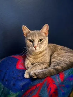 An adult medium-sized female Domestic Short Hair cat named Peugot for adoption in Franklin, TN