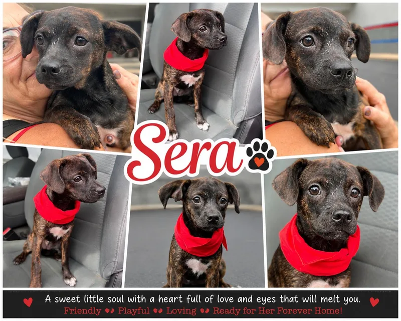 Sera