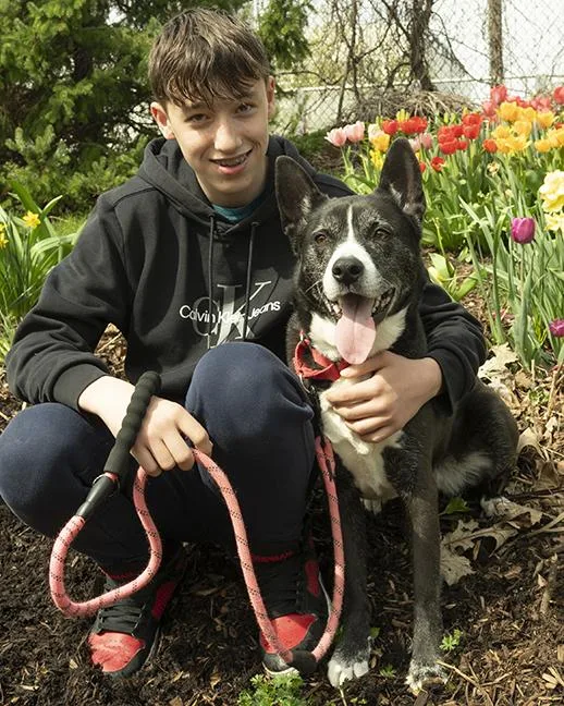 An adult medium-sized female Black Husky dog named Holly for adoption in Chicago, IL