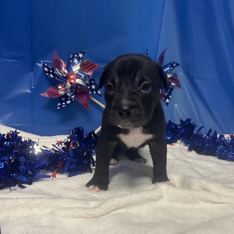 A baby small-sized male Black Mixed Breed dog named Gizmoyellow for adoption in Greenville, PA