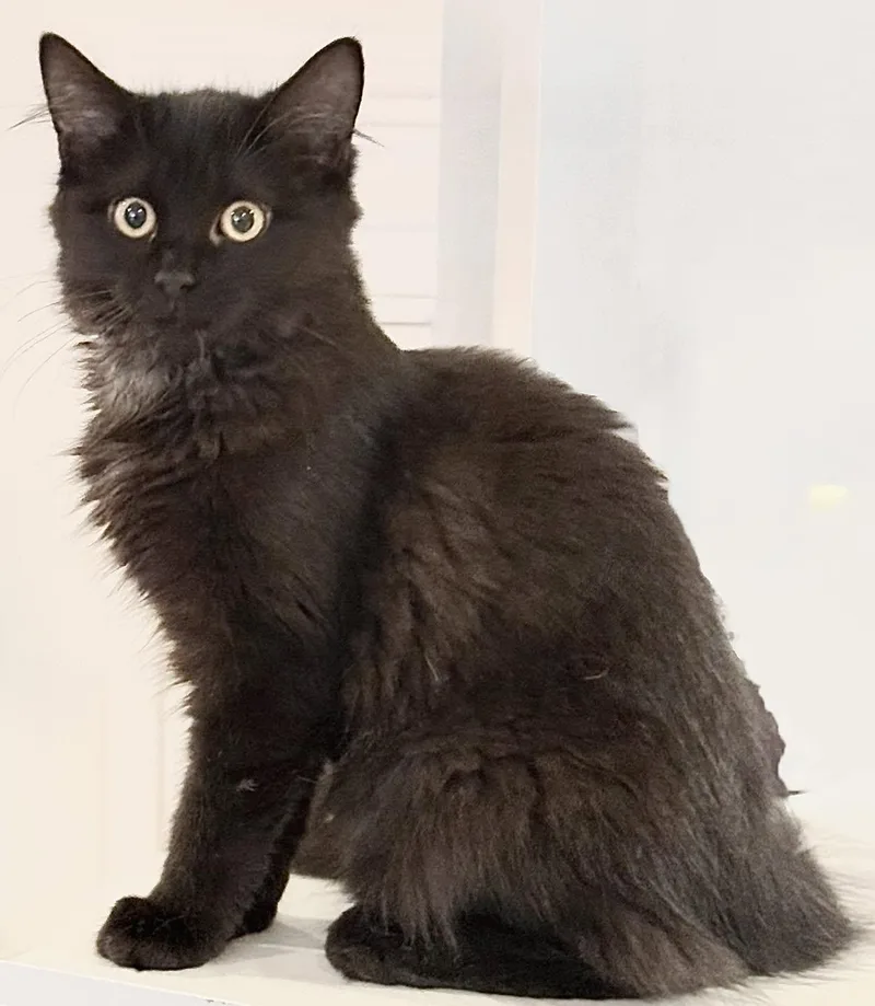 A baby medium-sized female Black Maine Coon cat named Tiny for adoption in Long Beach, NY