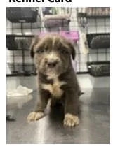 A baby medium-sized male Australian Shepherd dog named Fluffy for adoption in Morton Grove, IL