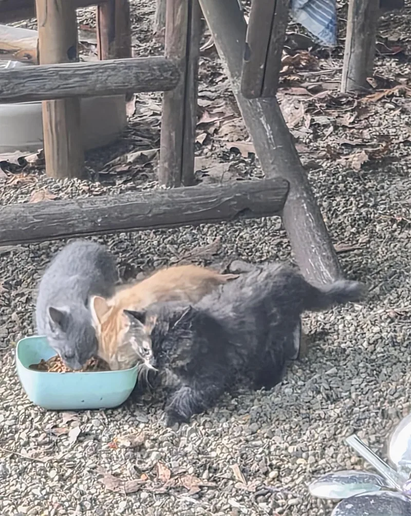 A baby medium-sized male Gray / Blue / Silver Domestic Short Hair cat named Tin Man for adoption in Greensburg, PA